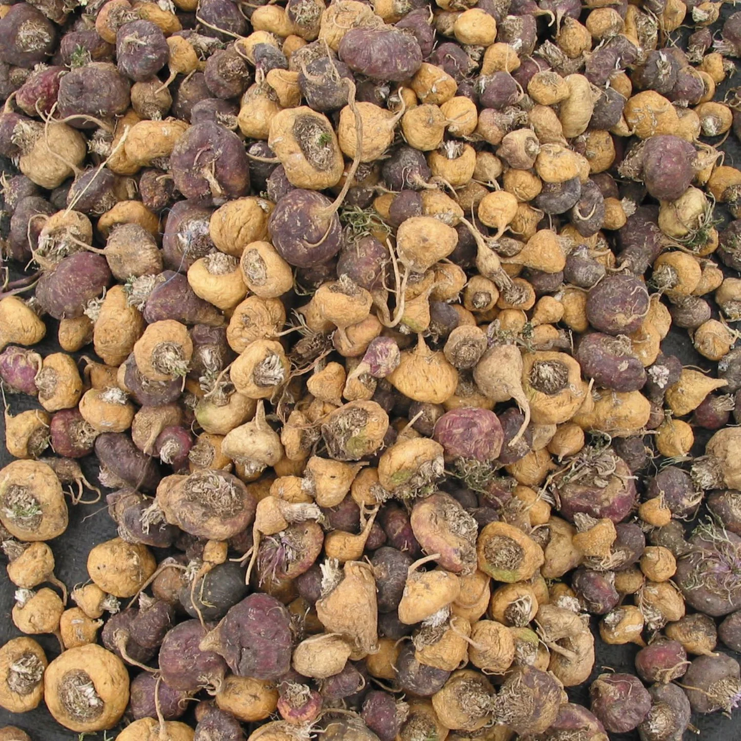 Dried maca root bulbs – Peruvian superfood supporting male energy and prostate health in Manjuba Caps